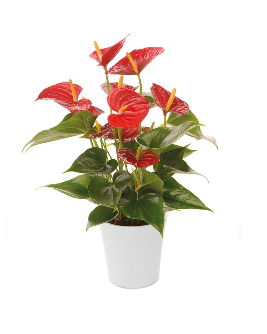 Антуриум джамбо ред