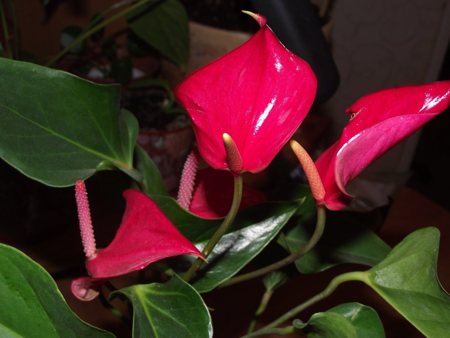 Антуриум красный