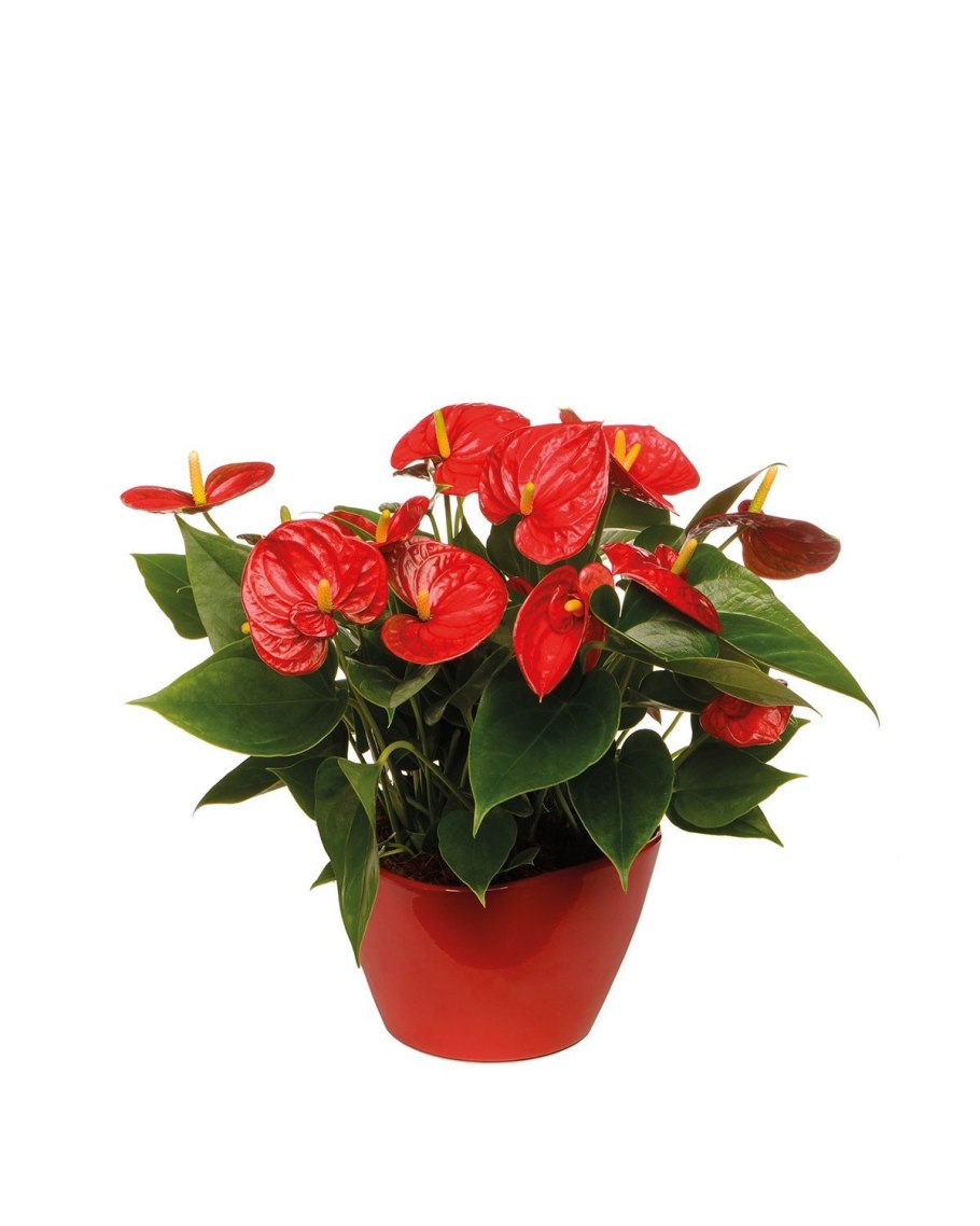 Антуриум Андрианум