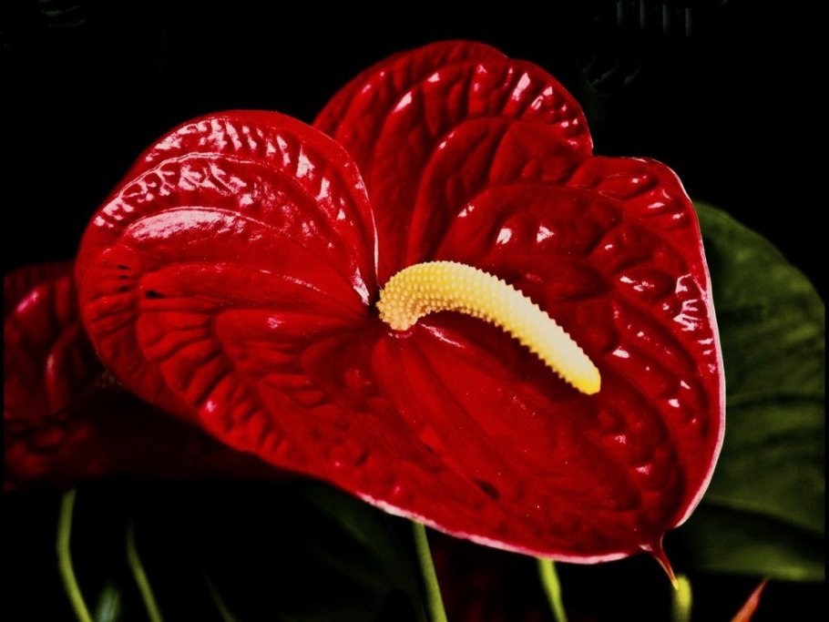 Красные лепестки тычинки желтые