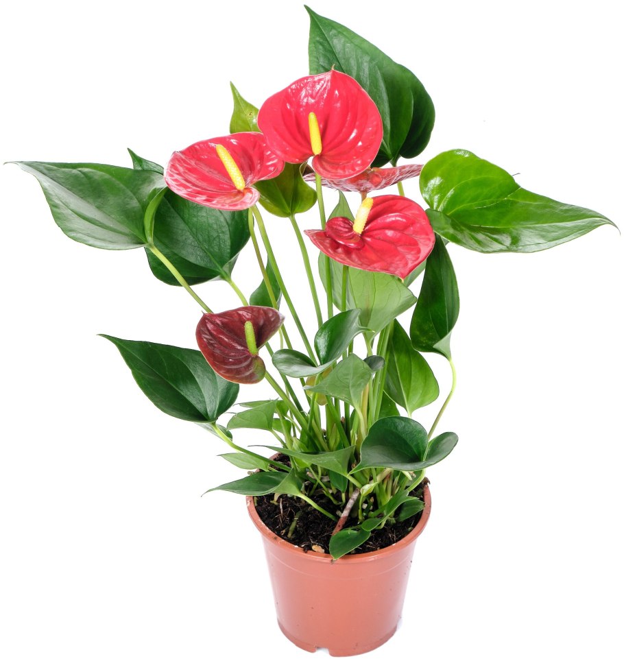 Антуриум Андрианум микс