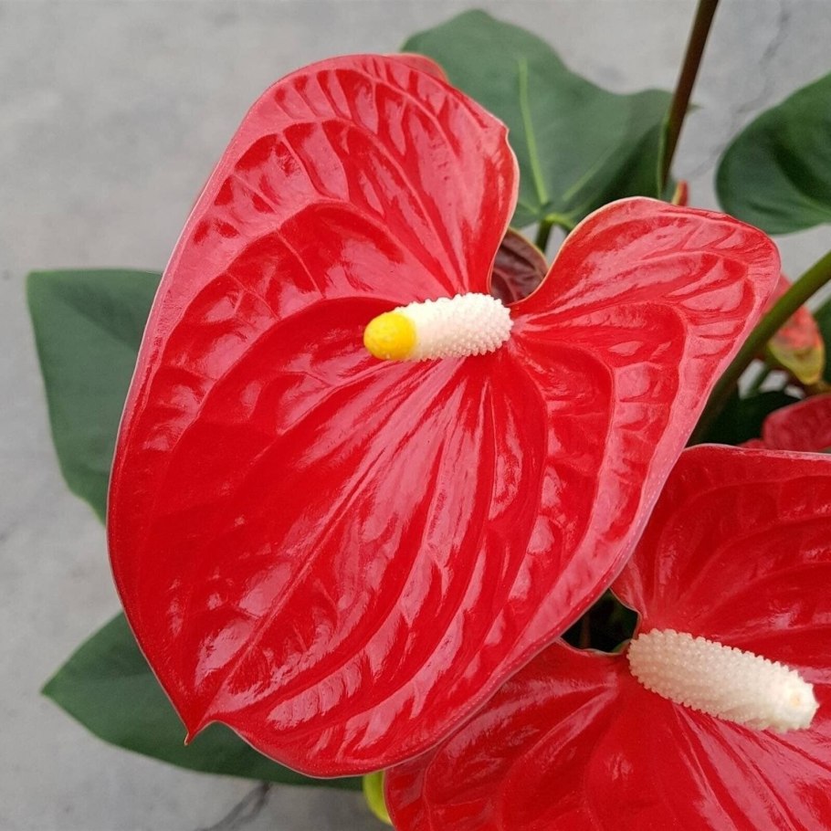 Антуриум Андрианум Пинк