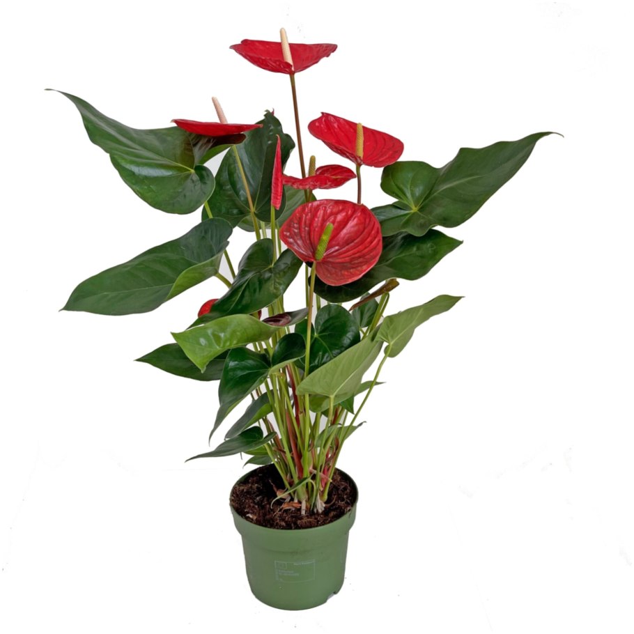 Что такое spadix у цветка