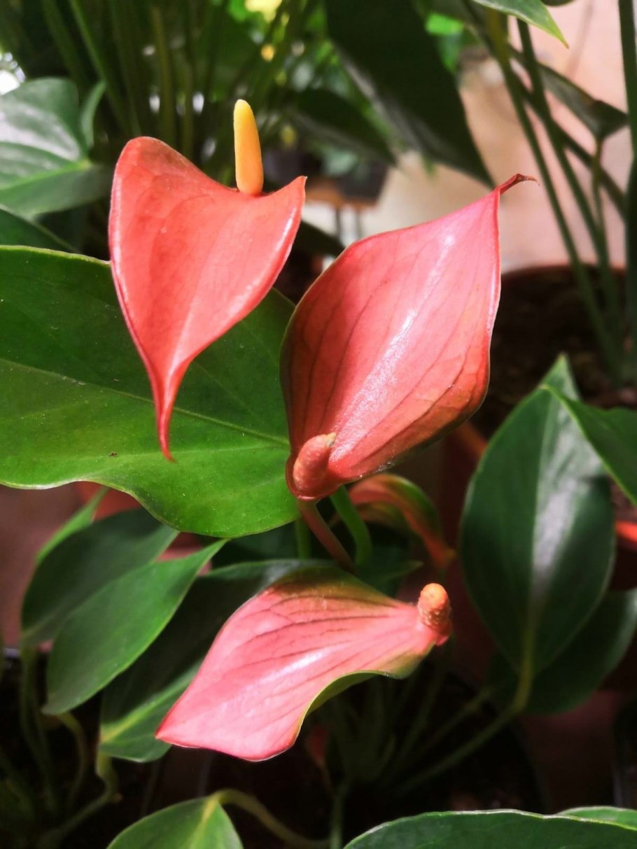 Антуриум million Flowers Red