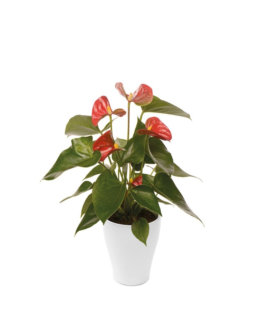 Антуриум Андрианум