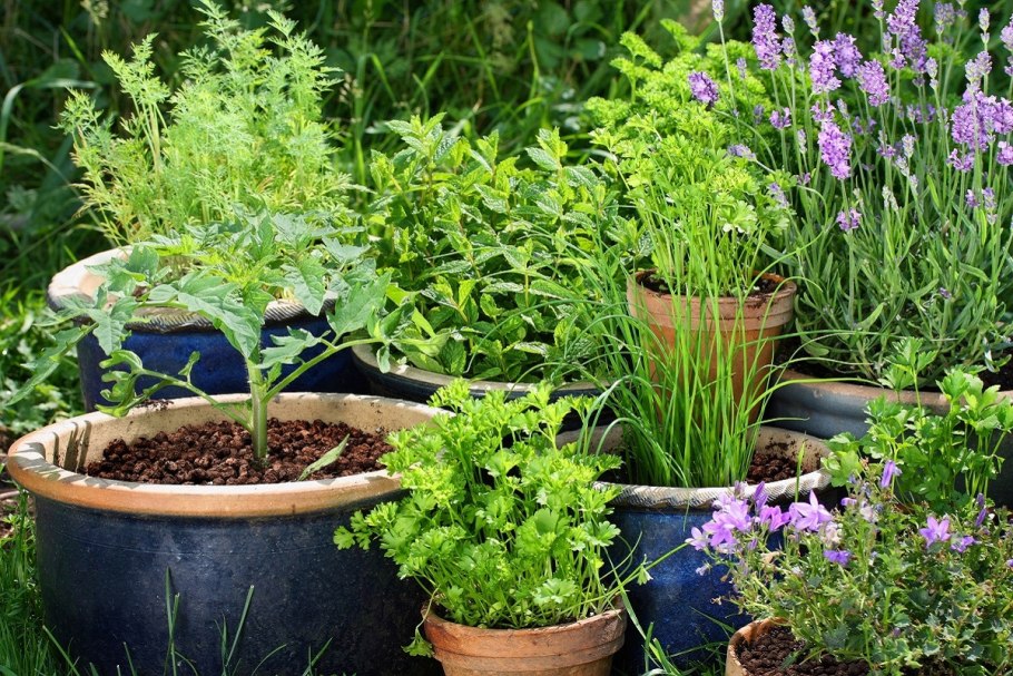 Огородный миксбордер