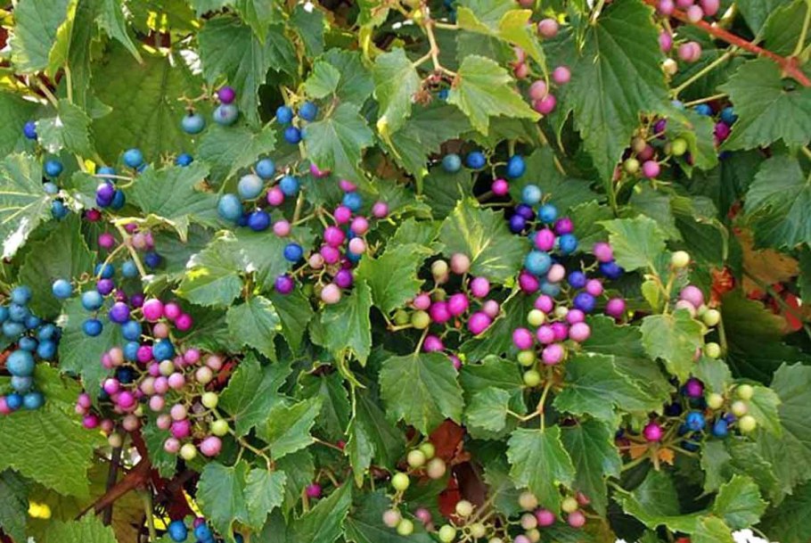 Мята базилик тимьян