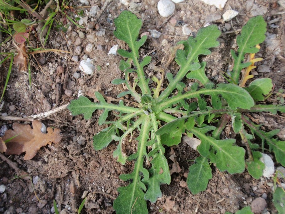 Пряные травы в горшках