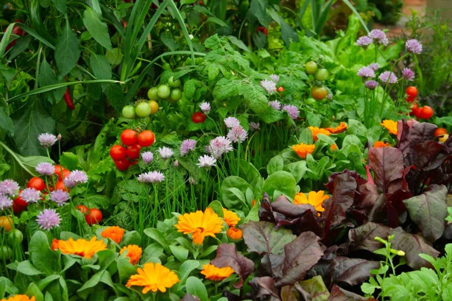 Огородный миксбордер