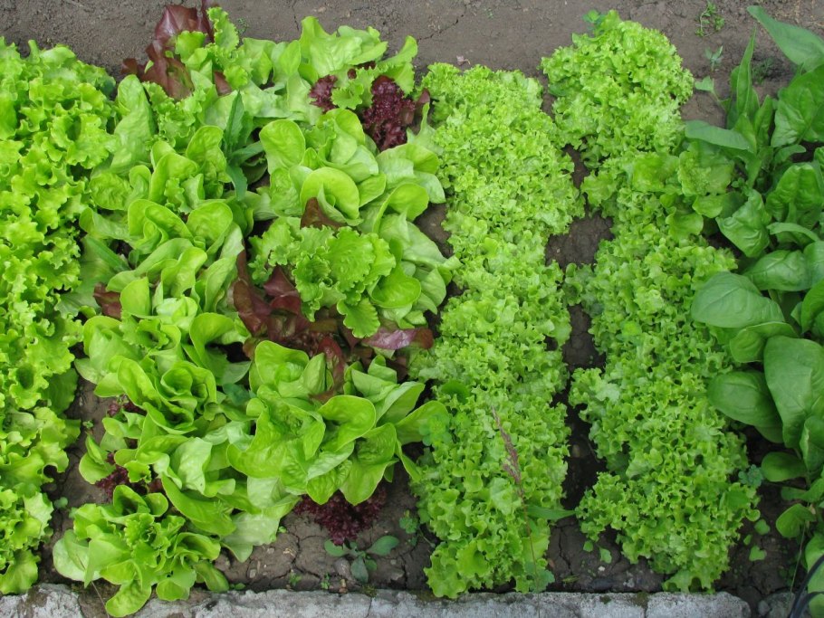 Штамбовая смородина