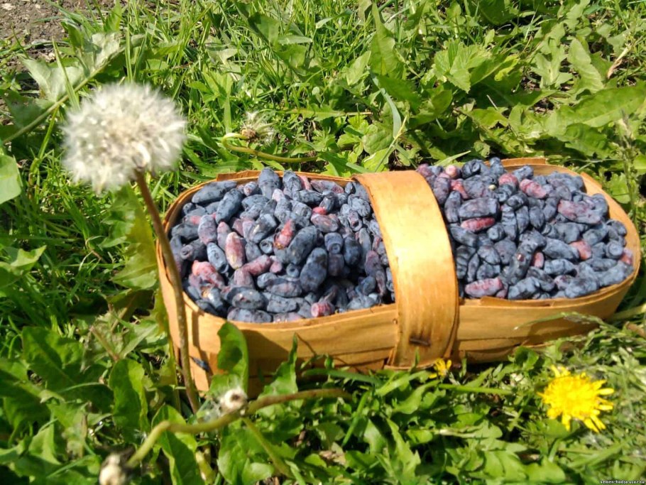 Фитолакка лаконос