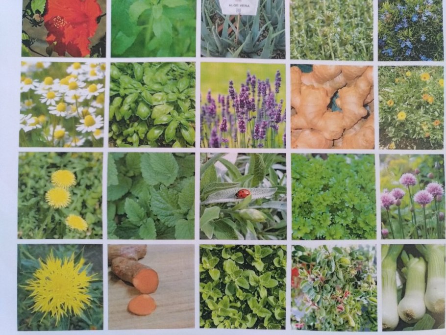 Vertical Vegetables & Fruit: Creative Gardening techniques for growing up in small Spaces