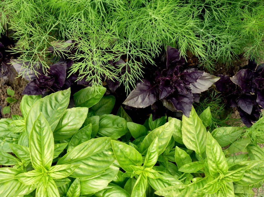 Урожай жимолости