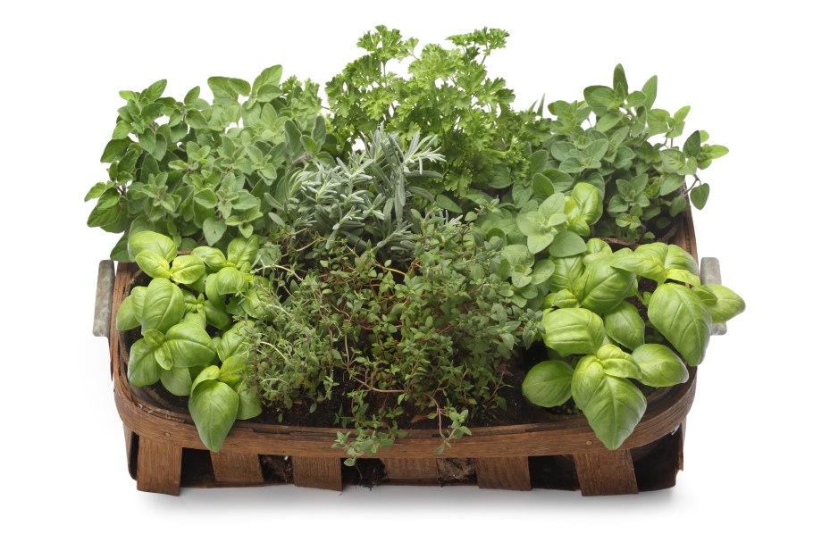 Пряные травы Лемонграсс, базилик, мята