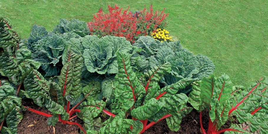 Грядки для зелени