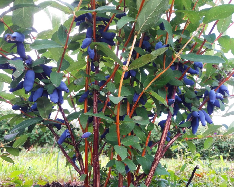 Сорняк портулак огородный