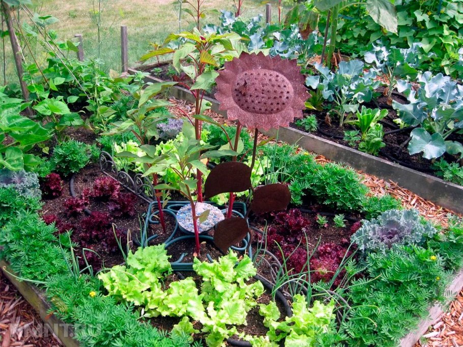 Крестоцветный огородный сорняк