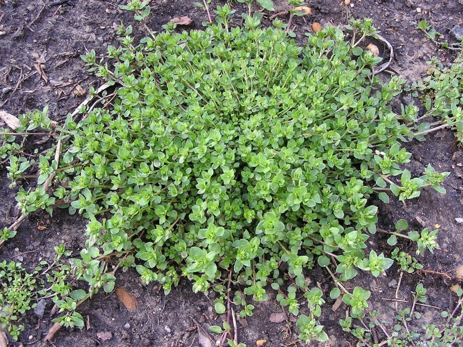 Базилик эстрагон тимьян