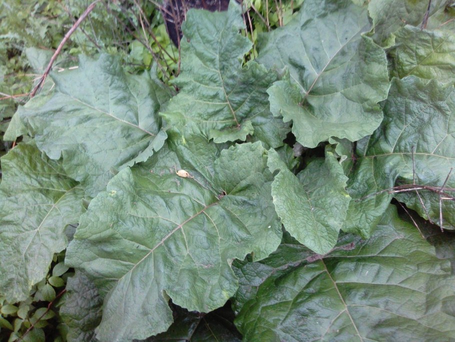 Придорожный пожухлый лопух