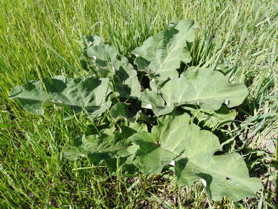 Ядовитый лопух