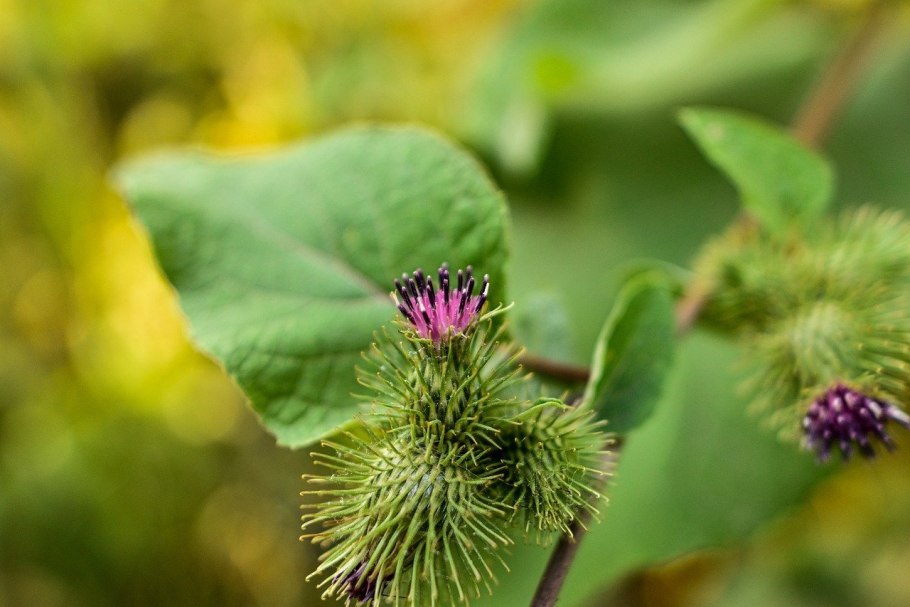Репейник (Burdock)