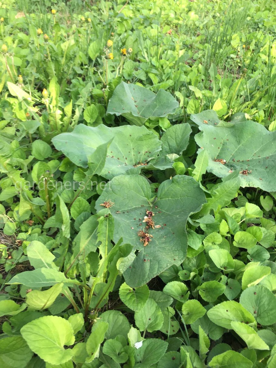 Лопух овощной