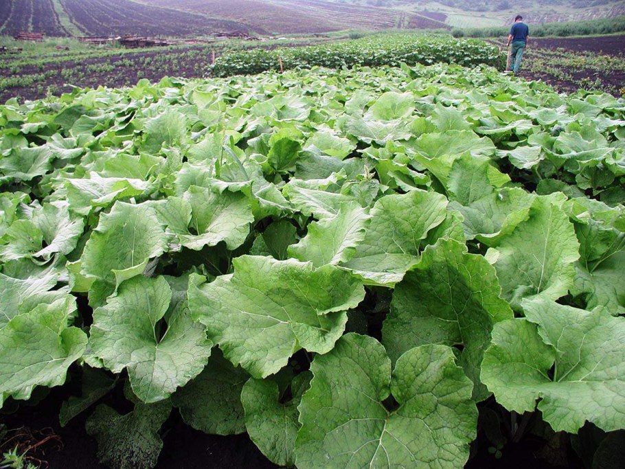 Китайский лопух