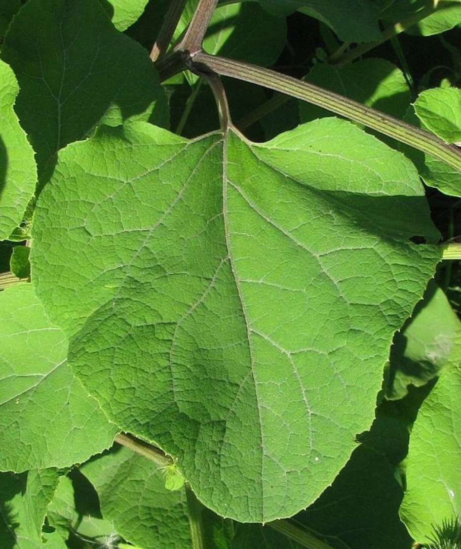 Лопух (Arctium),
