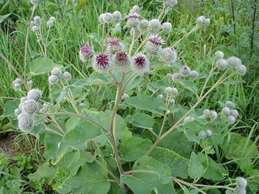 Лопух паутинистый Arctium tomentosum