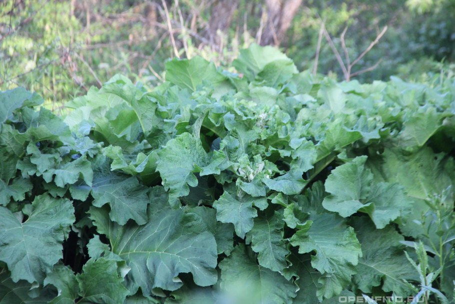 Куст лопуха