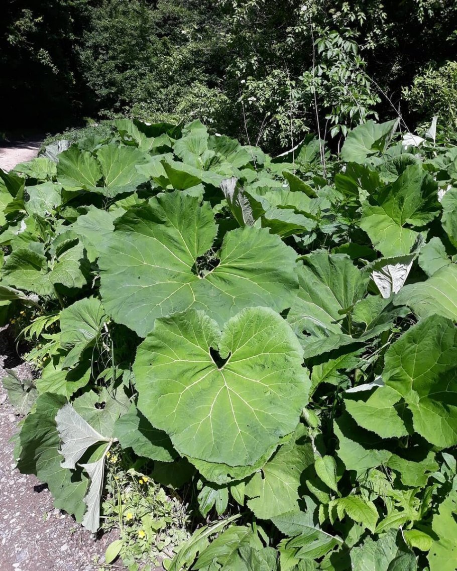 Горький лопух