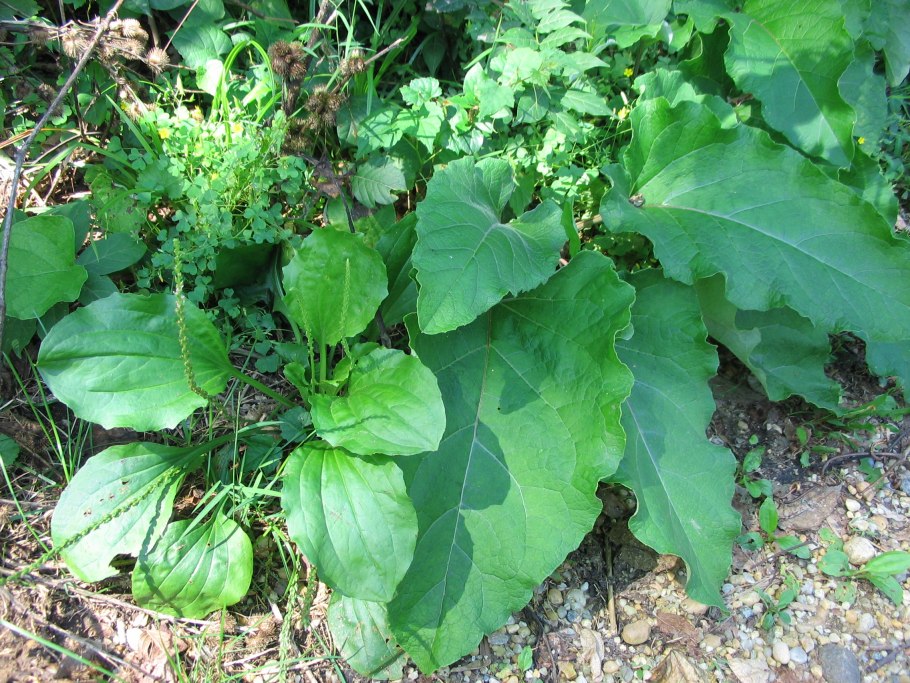 Лопухи на Сахалине