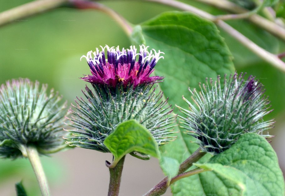 Лопух малый (Arctium Minus)