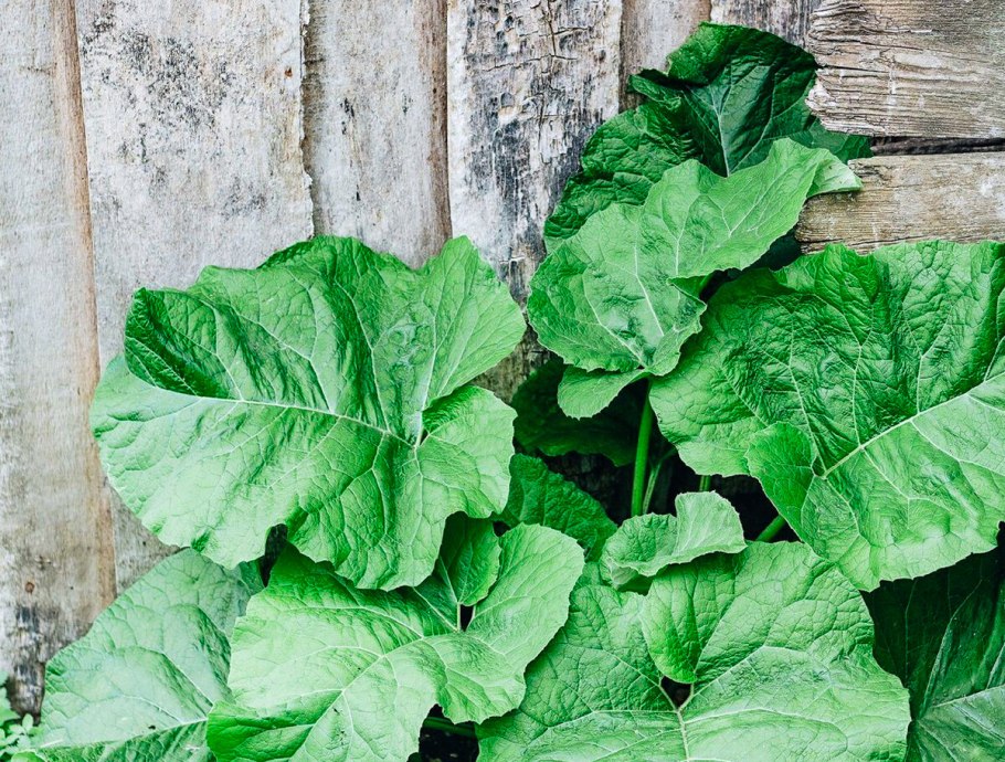 Лопух черешки листьев