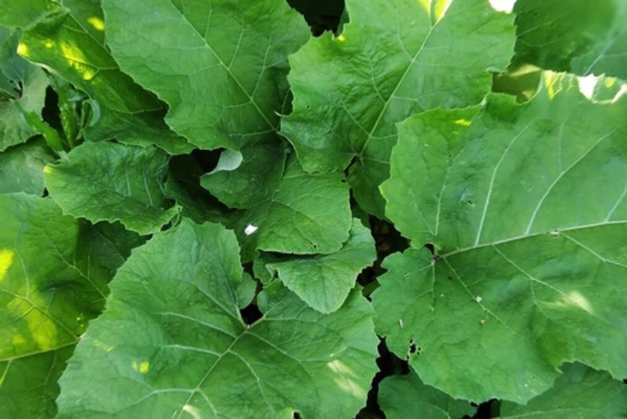 Репейник и липучка