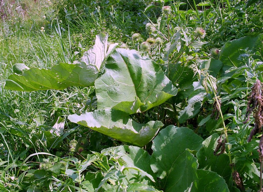 Репейник Луговой