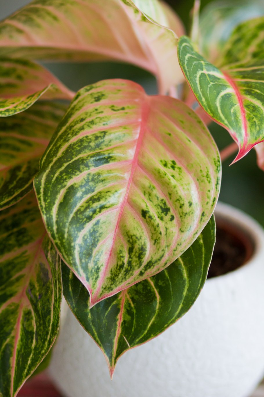 Аглаонема Зебра