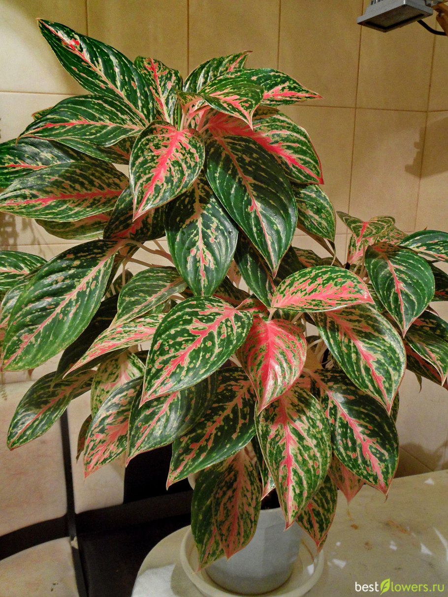 Аглаонема черри Берри