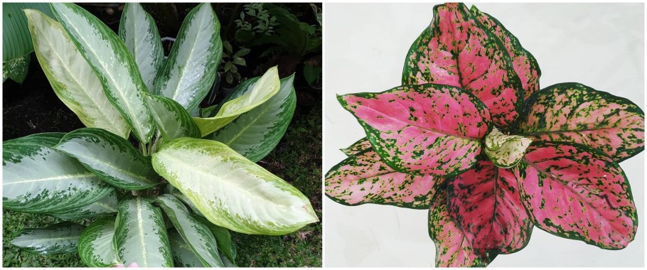 Аглаонема красная черри Беби