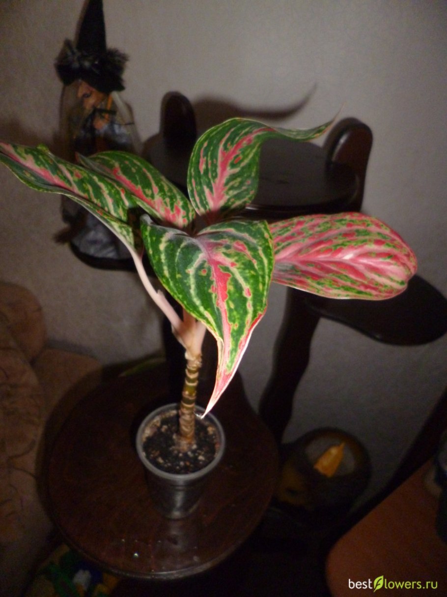 Аглаонема Кримсон лав