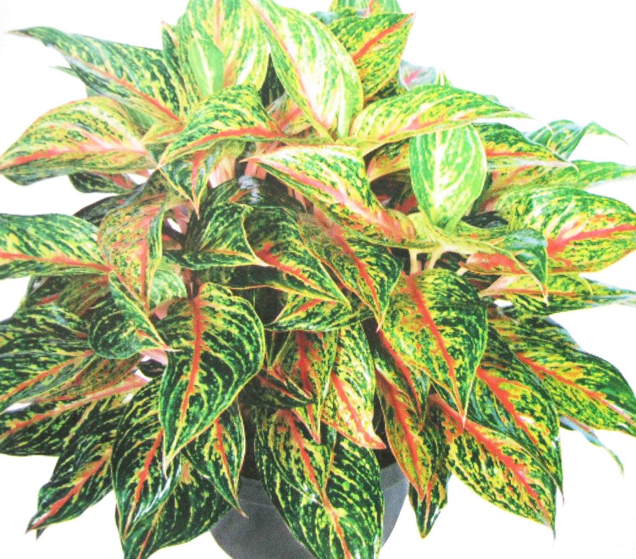 Аглаонема Yokohama