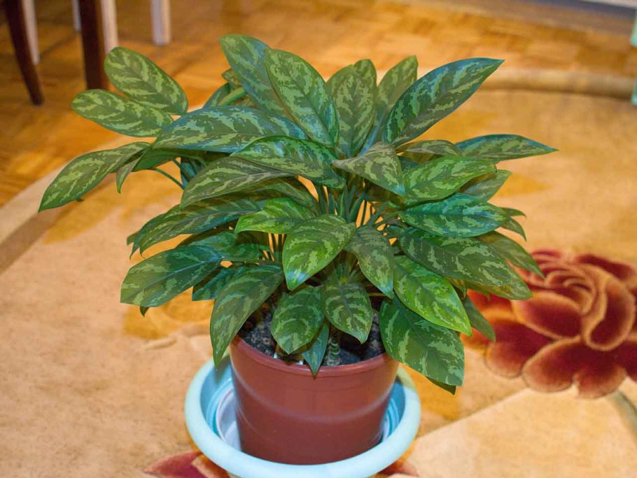 Аглаонема сциндапсус