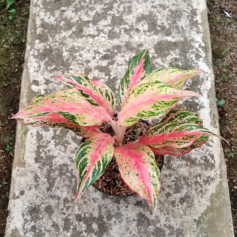 Аглаонема Баттерфляй цветок