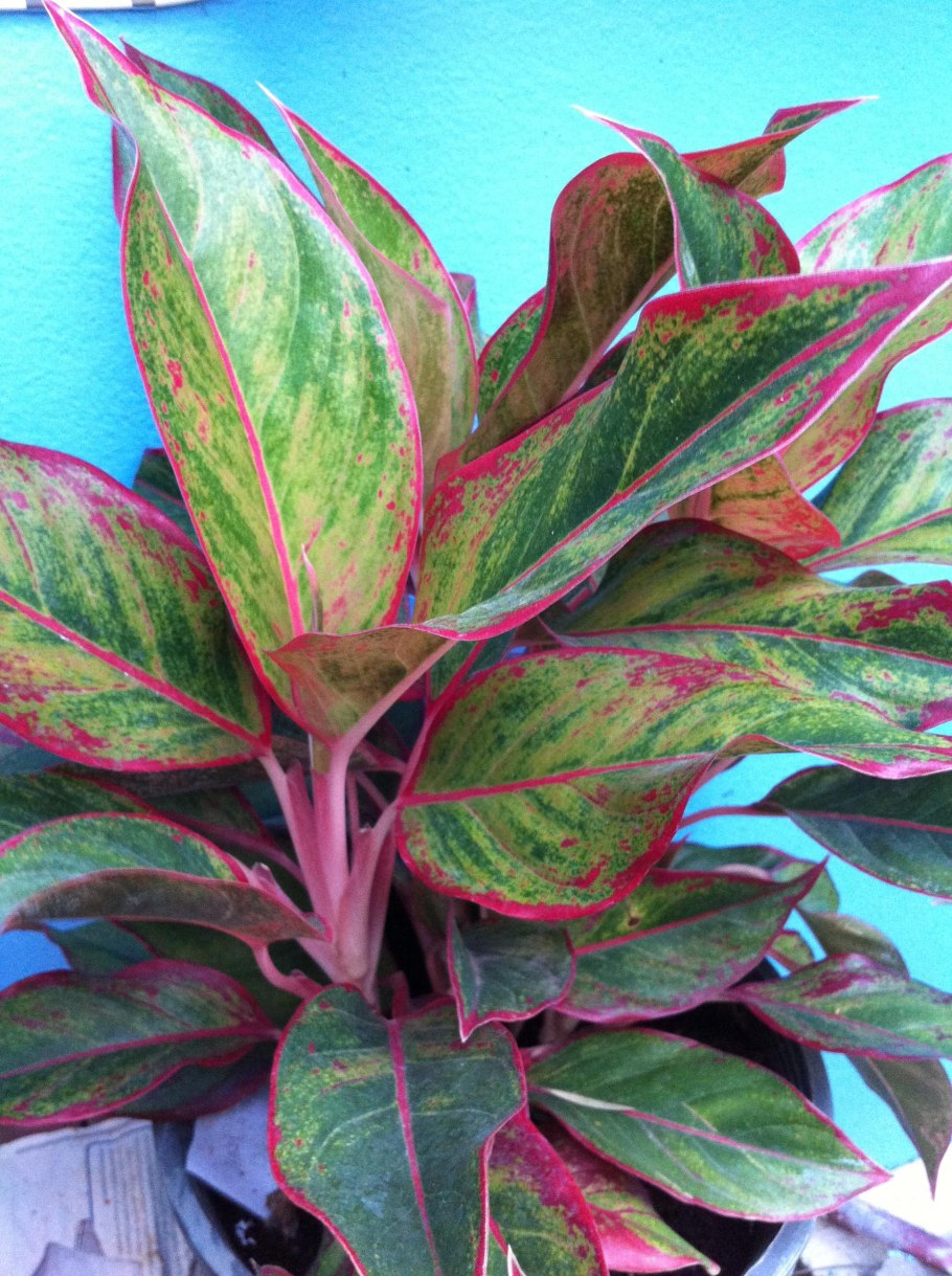 Аглаонема Панама Ванилла