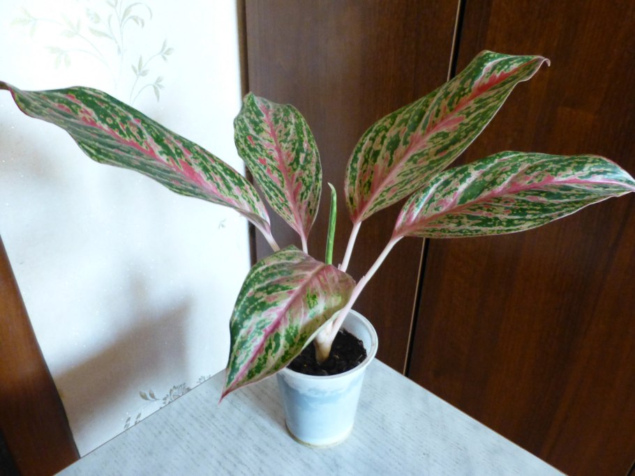 Аглаонема Кинг Квин