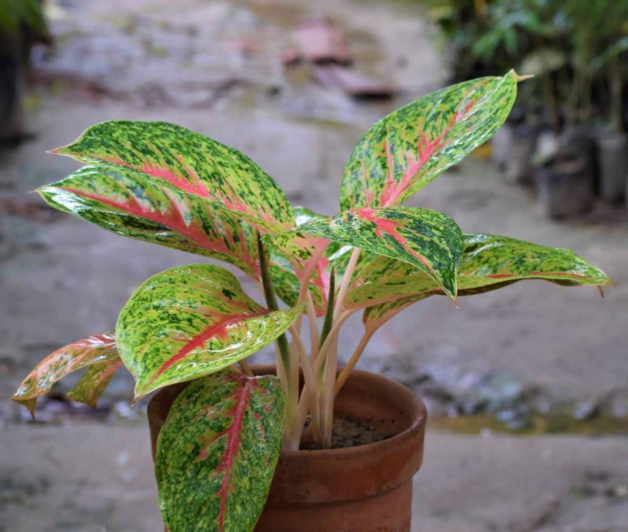 Баттерфляй аглаонема Баттерфляй