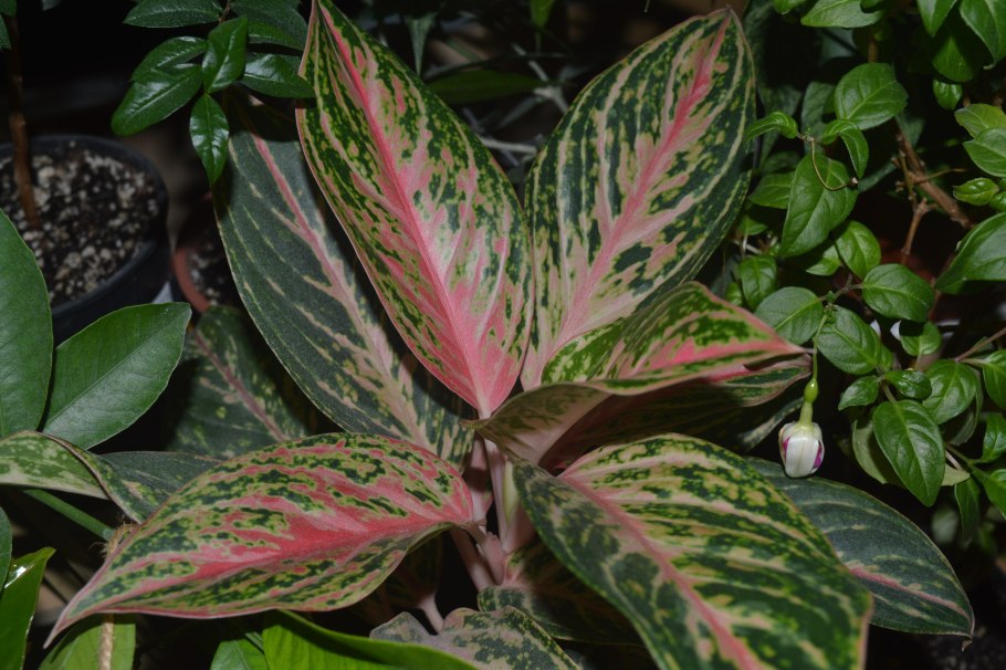 Аглаонема сорт Баттерфляй