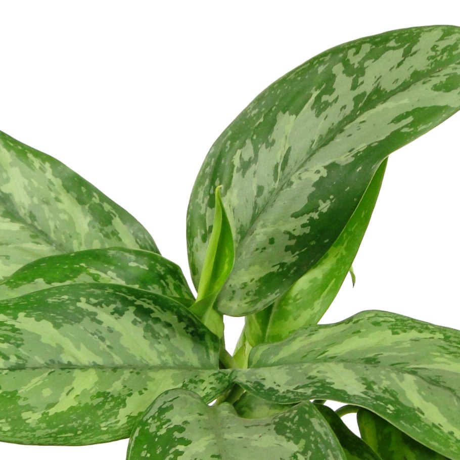 Аглаонема бай Хао