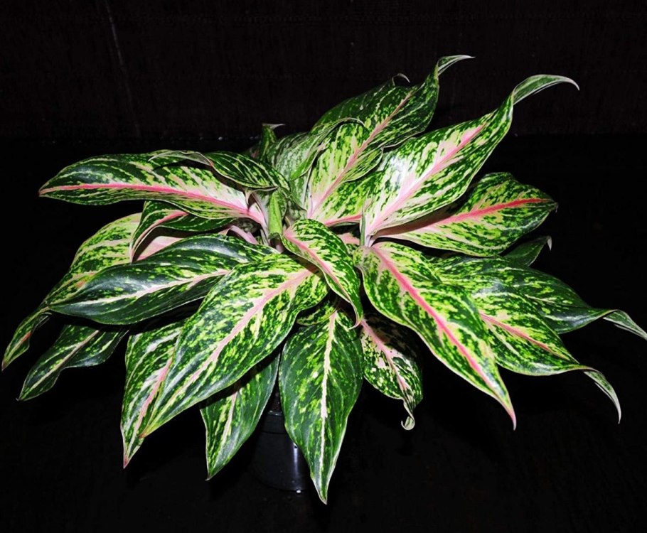 Аглаонема Red sabmongkhol