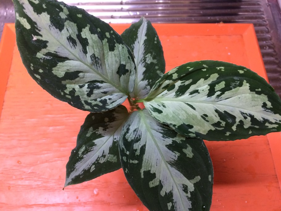 Аглаонема Маха Хенг